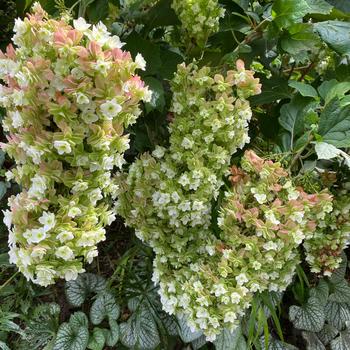 Hydrangea quercifolia 'Snowcicle' 