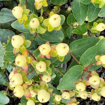 Hypericum x inodorum FloralBerry® 'Champagne'