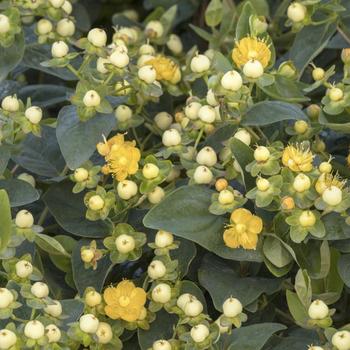 Hypericum x inodorum 'Kolchar' 