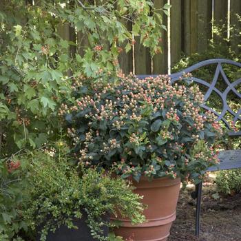 Hypericum x inodorum FloralBerry® 'Pinot'