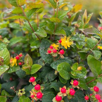 Hypericum x inodorum FloralBerry® 'Rose'