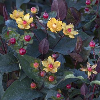 Hypericum x inodorum FloralBerry® 'Sangria'