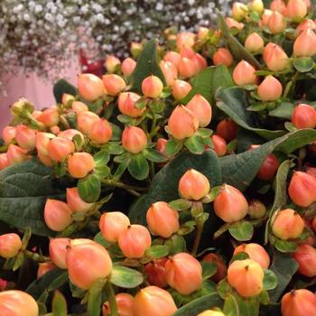 Hypericum x inodorum Magical® 'Desire'