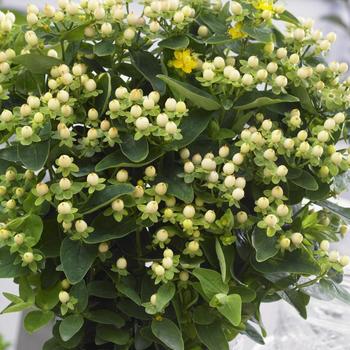 Hypericum x inodorum Magical® 'Ivory'