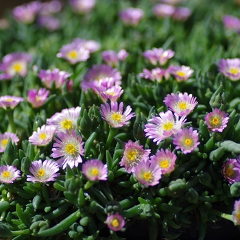 Delosperma 'Rosequartz' PP23452