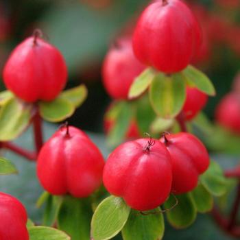 Hypericum x inodorum 'Kolmatri' 