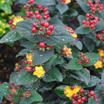 Hypericum x inodorum Magical® 'Universe'