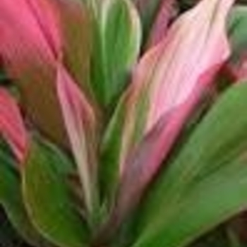 Cordyline fruticosa 'Bolero' 