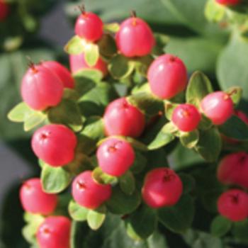 Hypericum x inodorum 'Red Star'