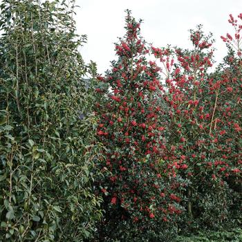 Ilex x meserveae Magical® 'Amore'