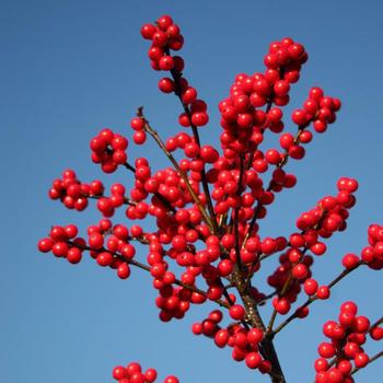 Ilex verticillata 'Kolmber' 