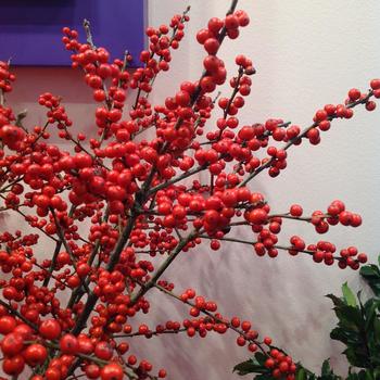 Ilex verticilliata Magical® 'Times'