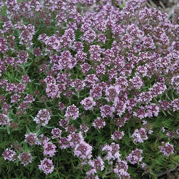 Thymus 'Spicy Orange' 