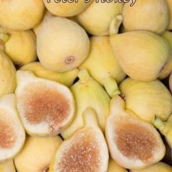 Ficus carica 'Peter's Honey' 