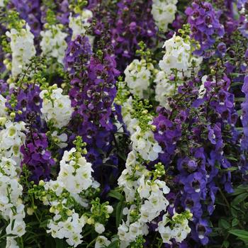 Angelonia angustifolia 'Waterfall Mix' 