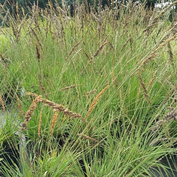 Molinia caerulea 'Moorhexe' 