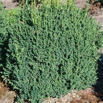 Buxus microphylla 'Julia Jane' 