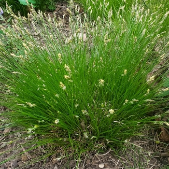 Carex albicans