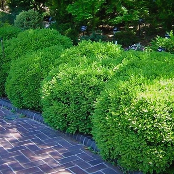 Buxus sinica var. insularis 'Franklin's Gem' 