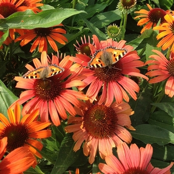 Echinacea 'Orange Skipper' PPAF