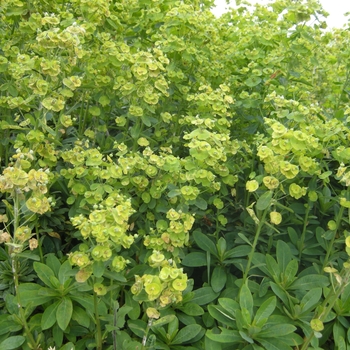 Euphorbia amygdaloides var. robbiae