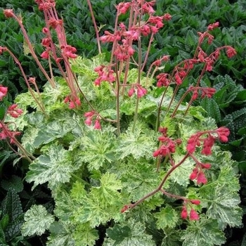 Heuchera 'Hercules' 