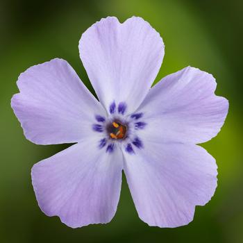 Phlox subulata