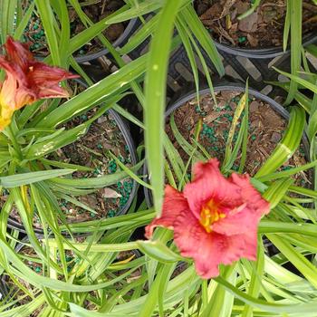 Hemerocallis 'Little Business' 