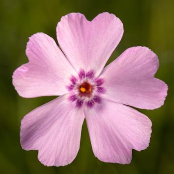 Phlox subulata