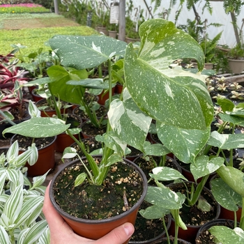 Monstera deliciosa 'Thai Constellation' 