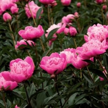 Paeonia 'Madame Emile Debatene' 