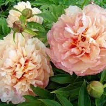 Paeonia 'Scrumdiddlyumptious' 