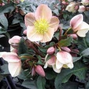 Helleborus 'Mahogany Snow' PP23898