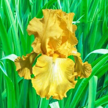 Iris germanica 'Well Endowed' 