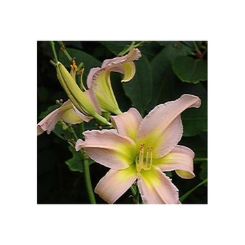 Hemerocallis 