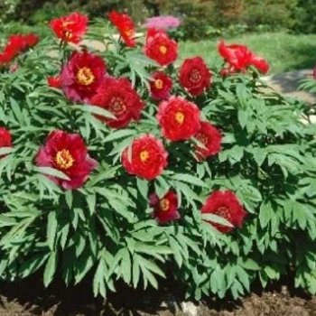 Paeonia 'Scarlet Heaven' 