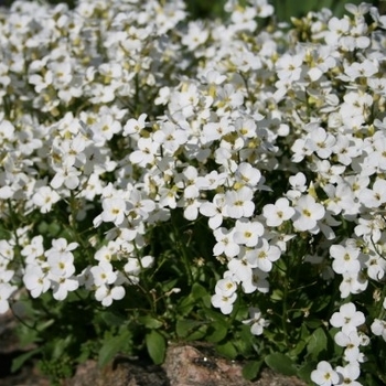 Arabis alpina