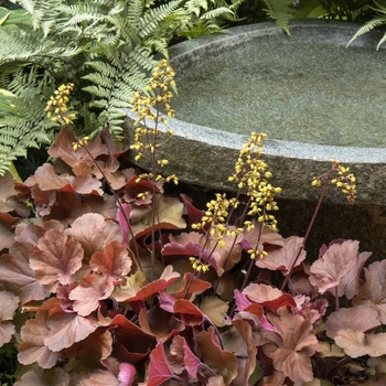 Heuchera 'TNHEUSSOD' 