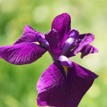 Iris ensata 'Ruby King' 