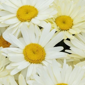 Leucanthemum x superbum 'Multiple Varieties' 