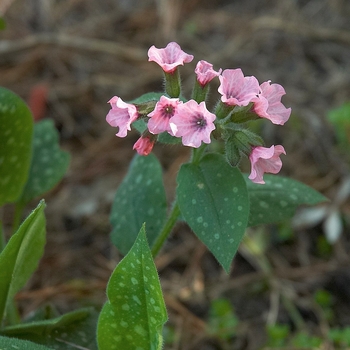 Pulmonaria saccharata