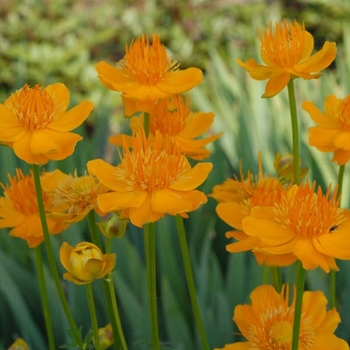 Trollius 'Multiple Varieties' 