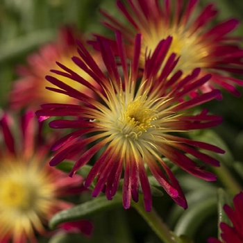 Delosperma cooperi