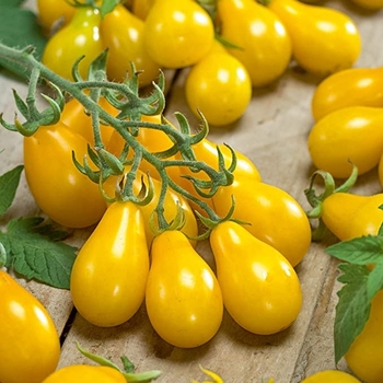 Lycopersicon esculentum 'Yellow Pear' 
