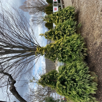 Chamaecyparis lawsoniana 'Golden Showers' 