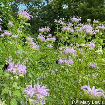 Monarda fistulosa