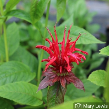 Monarda 'Jacob Cline' 
