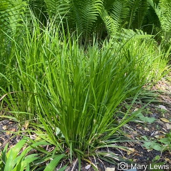 Carex amphibola