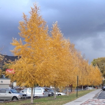 Populus angustifolia