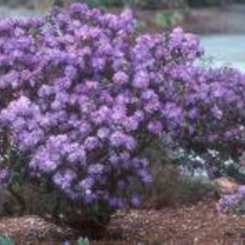 Rhododendron 'P.J.M.' 